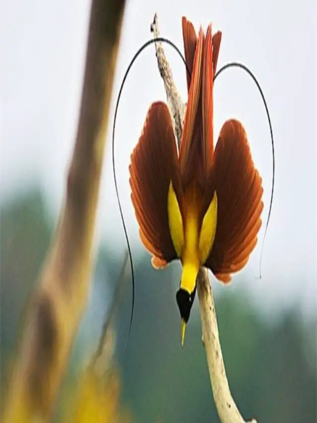 The bird of paradise beauty is described as soulless4